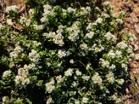 Corrigiola litoralis 25, Riempjes, Saxifraga-Ed Stikvoort