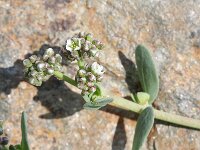 Corrigiola litoralis 3, Riempjes, Saxifraga-Rutger Barendse