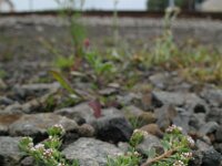 Corrigiola litoralis 4, Riempjes, Saxifraga-Rutger Barendse