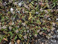 Corrigiola telephiifolia 3, Saxifraga-Ed Stikvoort