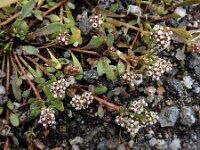 Corrigiola telephiifolia 4, Saxifraga-Ed Stikvoort