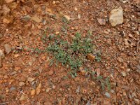 Corrigiola telephiifolia 5, Saxifraga-Ed Stikvoort