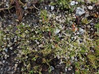Corrigiola telephiifolia 6, Saxifraga-Ed Stikvoort