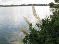Cortaderia selloana