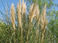 Cortaderia selloana 2, Pampagras, Saxifraga-Rutger Barendse