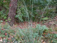 Cortaderia selloana 3, Pampagras, Saxifraga-Rutger Barendse