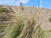 Cortaderia selloana 4, Pampagras, Saxifraga-Rutger Barendse