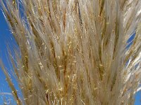 Cortaderia selloana 5, Pampagras, Saxifraga-Ed Stikvoort