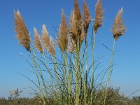 Cortaderia selloana 7, Pampagras, Saxifraga-Ed Stikvoort