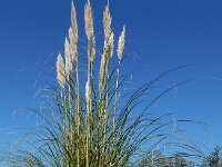 Cortaderia selloana 8, Pampagras, Saxifraga-Ed Stikvoort