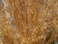 Cortaderia selloana 9, Pampagras, Saxifraga-Ed Stikvoort