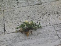 Corydalis acaulis