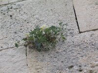 Corydalis acaulis 2, Saxifraga-Jasenka Topic