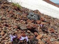 Corydalis alpestris