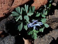 Corydalis alpestris 2, Saxifraga-Ed Stikvoort