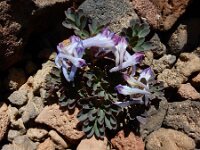Corydalis alpestris 3, Saxifraga-Ed Stikvoort