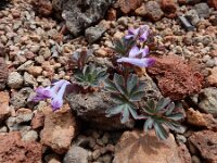Corydalis alpestris 8, Saxifraga-Ed Stikvoort