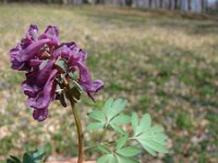 Corydalis cava