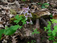 Corydalis cava 13, Holwortel, Saxifraga-Ed Stikvoort