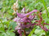 Corydalis cava 18, Holwortel, Saxifraga-Rutger Barendse