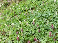 Corydalis cava 19, Holwortel, Saxifraga-Rutger Barendse
