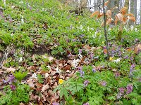Corydalis cava 22, Holwortel, Saxifraga-Rutger Barendse