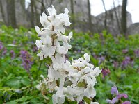 Corydalis cava 25, Holwortel, Saxifraga-Rutger Barendse