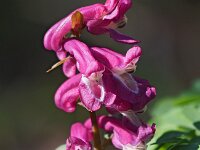 Corydalis cava 33, Holwortel, Saxifraga-Hans Dekker