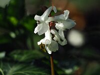 Corydalis cava 34, Holwortel, Saxifraga-Hans Dekker