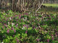 Corydalis cava 35, Holwortel, Saxifraga-Hans Dekker