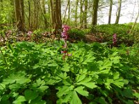 Corydalis cava 37, Holwortel, Saxifraga-Hans Grotenhuis