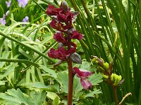 Corydalis cava 41, Holwortel, Saxifraga-Hans Grotenhuis