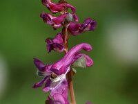 Corydalis cava 6, Holwortel, Saxifraga-Hans Dekker