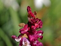 Corydalis cava 7, Holwortel, Saxifraga-Hans Dekker