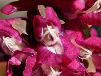 Corydalis cava 9, Holwortel, Saxifraga-Hans Dekker