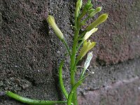 Corydalis cheilanthifolia