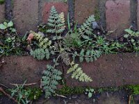 Corydalis cheilanthifolia 15, Varenhelmbloem, Saxifraga-Ed Stikvoort