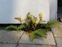Corydalis cheilanthifolia 17, Varenhelmbloem, Saxifraga-Ed Stikvoort