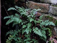 Corydalis cheilanthifolia 19, Varenhelmbloem, Saxifraga-Ed Stikvoort