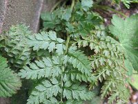 Corydalis cheilanthifolia 2, Varenhelmbloem, Saxifraga-Rutger Barendse