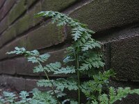 Corydalis cheilanthifolia 3, Varenhelmbloem, Saxifraga-Rutger Barendse