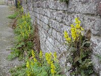 Corydalis cheilanthifolia 5, Varenhelmbloem, Saxifraga-Jelle van Dijk