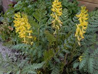Corydalis cheilanthifolia 9, Varenhelmbloem, Saxifraga-Ed Stikvoort