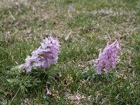 Corydalis densiflora
