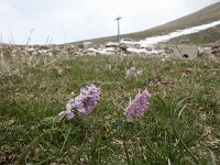 Corydalis densiflora 4, Saxifraga-Dirk Hilbers