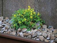 Corydalis lutea 6, Gele helmbloem, Saxifraga-Bart Vastenhouw