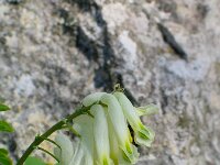 Corydalis ochroleuca 2, Geelwitte helmbloem, Saxifraga-Jasenka Topic