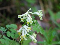 Corydalis ochroleuca 3, Geelwitte helmbloem, Saxifraga-Jasenka Topic