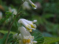 Corydalis ochroleuca 4, Geelwitte helmbloem, Saxifraga-Jasenka Topic