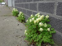 Corydalis ochroleuca 5, Geelwitte helmbloem, Saxifraga-Jelle van Dijk